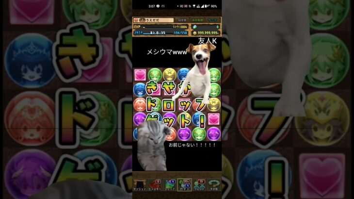 パズドラ　ガチャあるある　#パズドラ  #ガチャ #猫ミーム