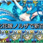 【新百式】新進化花嫁ノルザが最強&人権すぎる。【パズドラ】【ブライダルイベント】