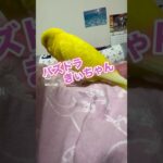 何故にパズドラ⁇#お喋りインコ #インコおもしろ #birds #セキセイインコ動画