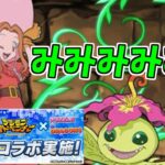 【新千手】太刀川ミミ&パルモン～ミミミミミミ～【パズドラ実況】