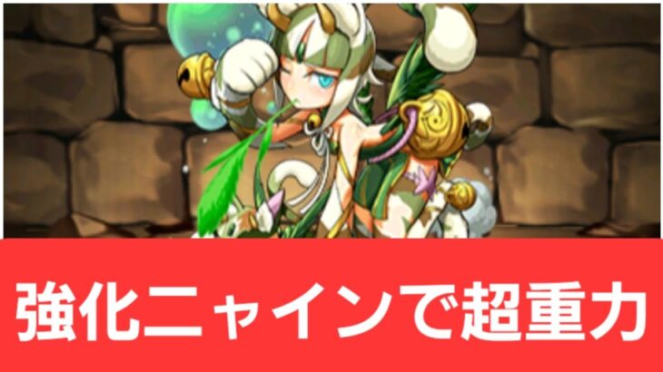 【パズドラ】強化ニャインが強すぎてヤバい！！【ぶっ壊れ】【最強】【人権】【環境1位】【新百式】【新千手】【新万寿】【新凶兆】